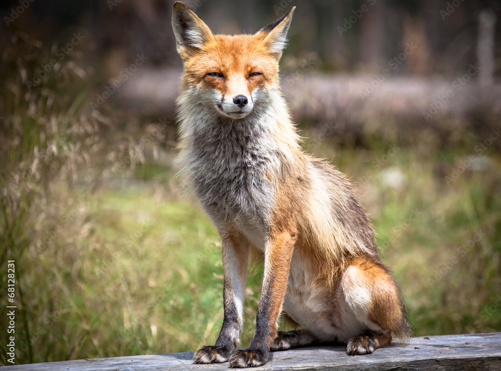 Fox in forest at High Tatras, Slovakia Fox in forest at High Tatras, Slovakia