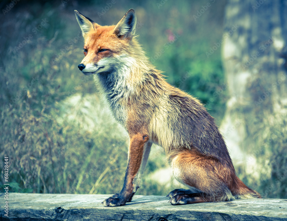 Fototapeta premium Fox in forest at High Tatras, Slovakia