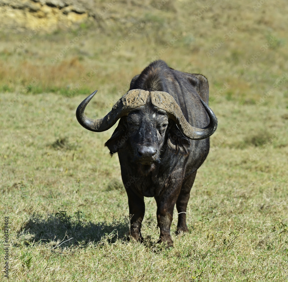 Naklejka premium Buffalo