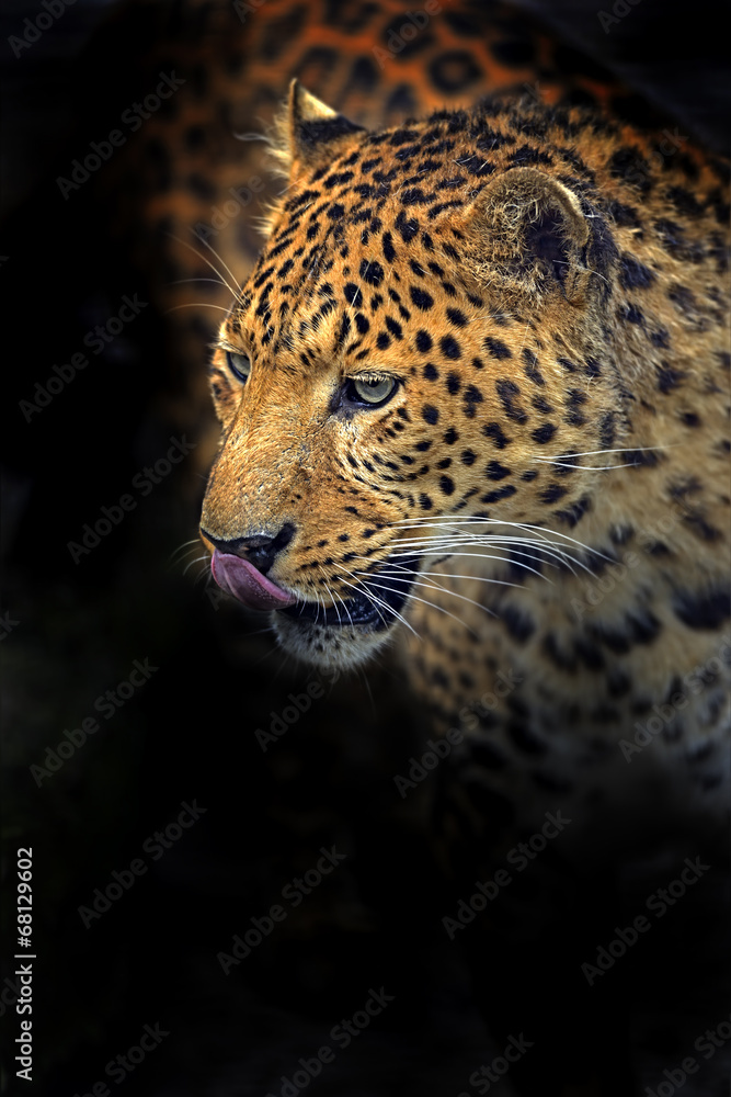 Obraz premium Leopard