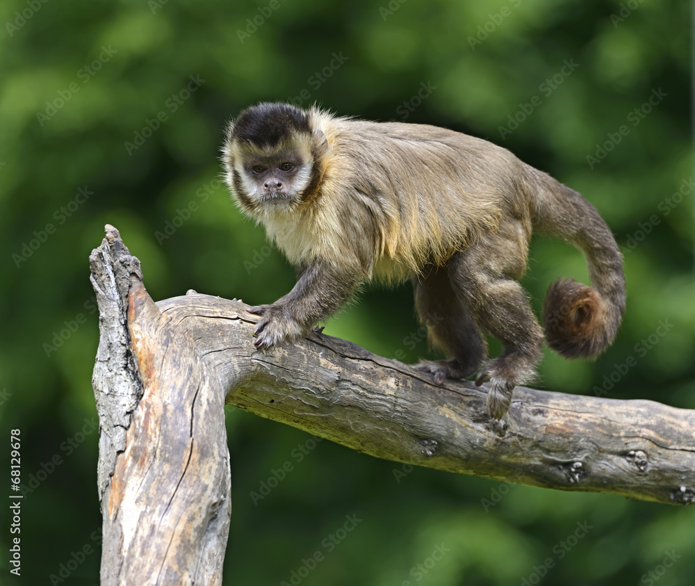 Fototapeta premium Capuchin