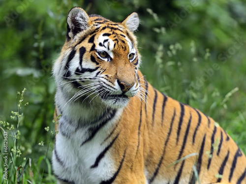 Amur Tiger © kyslynskyy