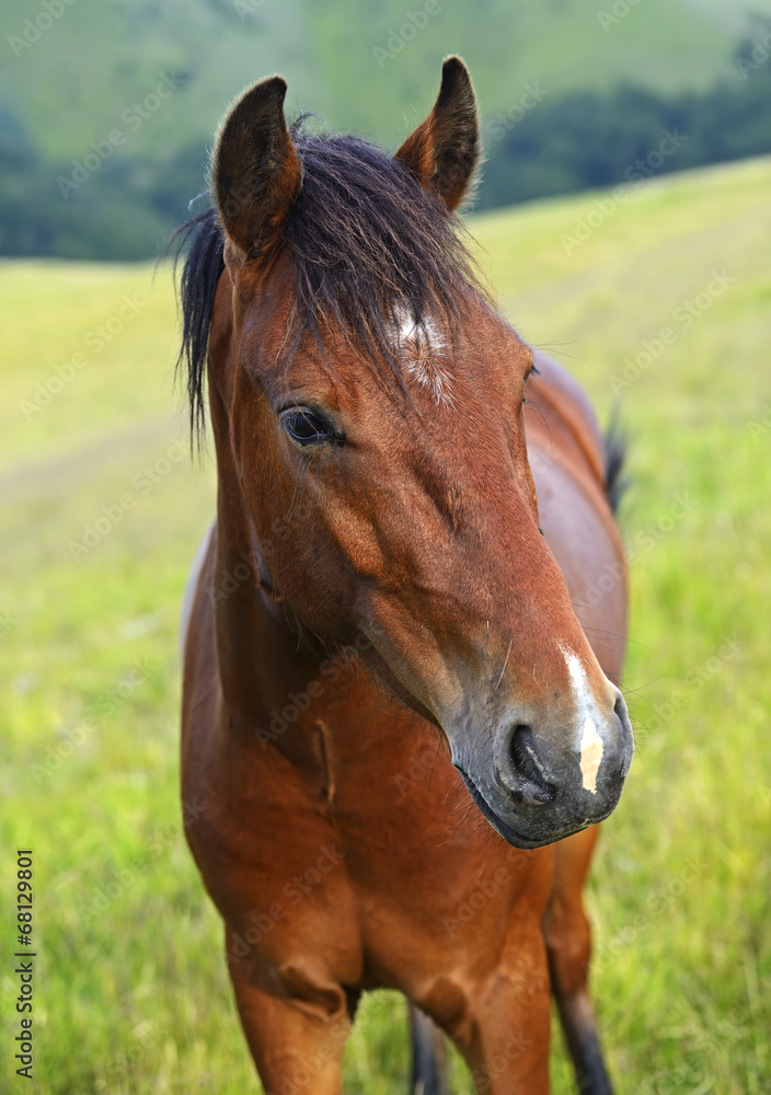 Obraz premium Horse
