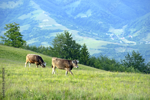 Carpathian cow © kyslynskyy