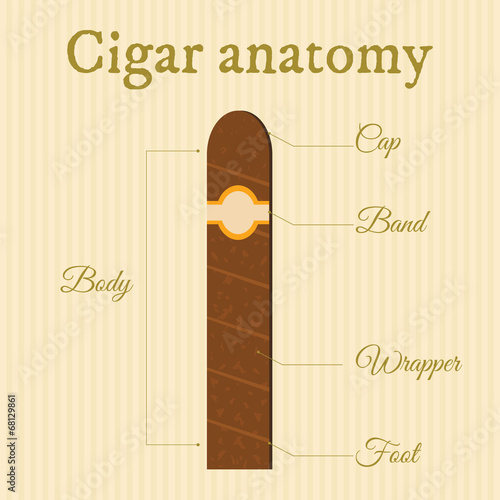 cigar structure1