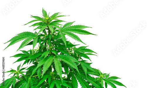 Detail of marijuana plant