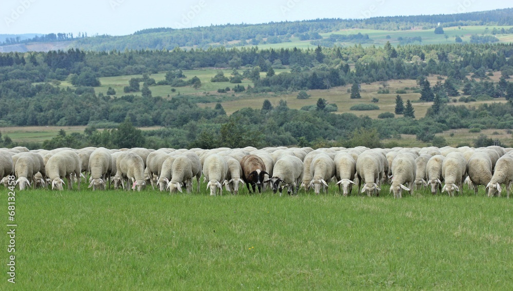 Schwarzes Schaf in der Rhön Schwarzes Schaf in der Rhön