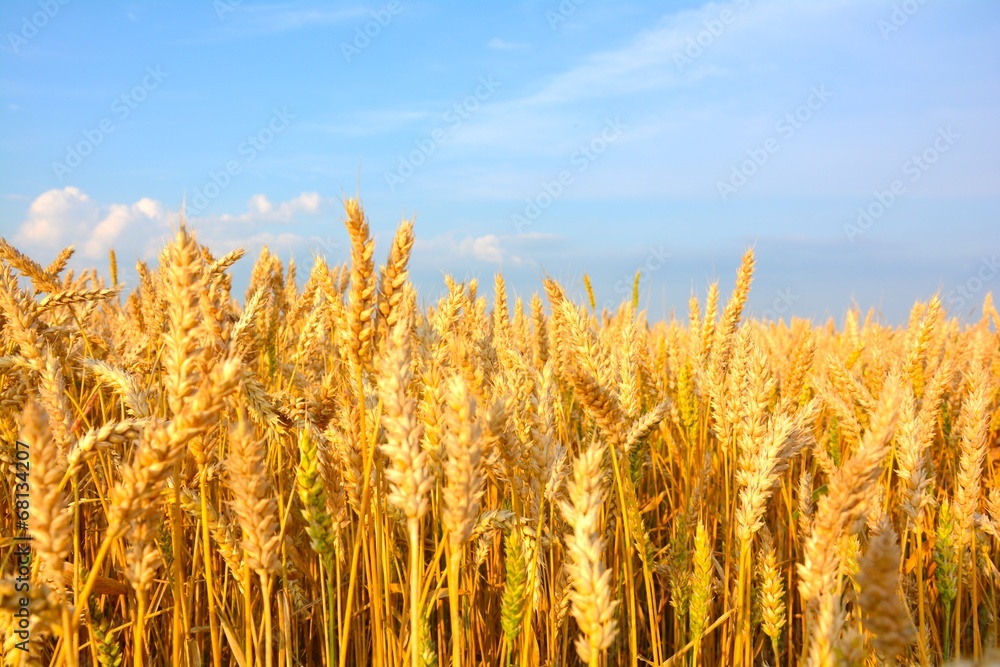 Fototapeta premium Weizen