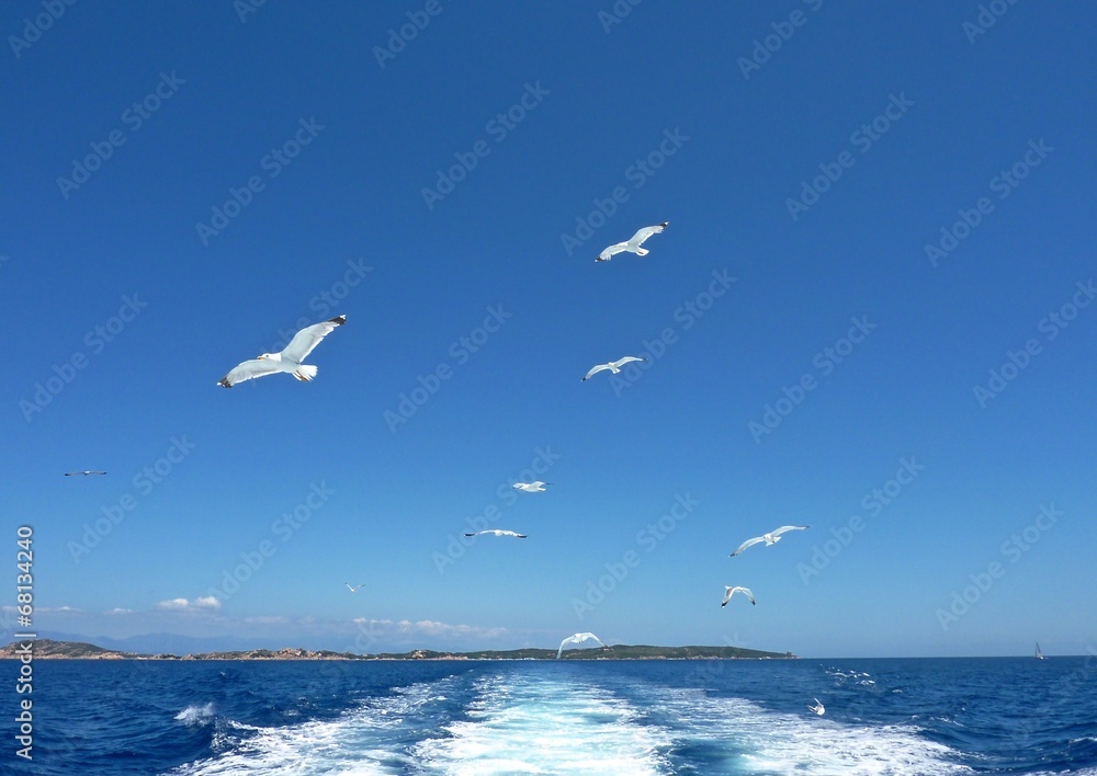 Seagulls flying over the sea into a blue summer sky