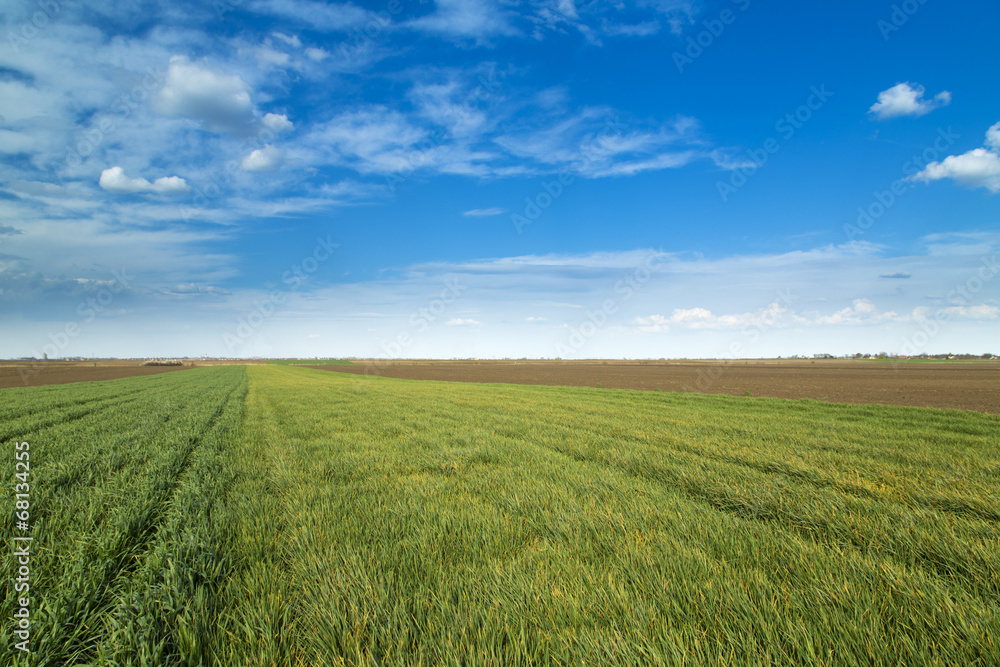 Wheat fields ripening over blue sky