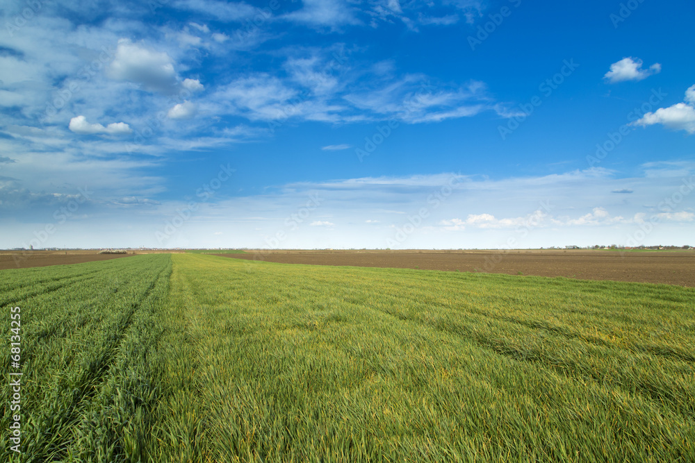 Obraz premium Wheat fields ripening over blue sky