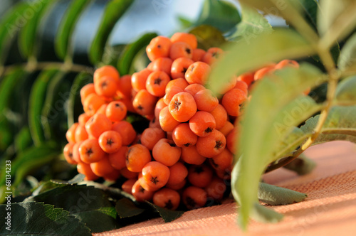 Photography Bunches of large ripe rowanberries.