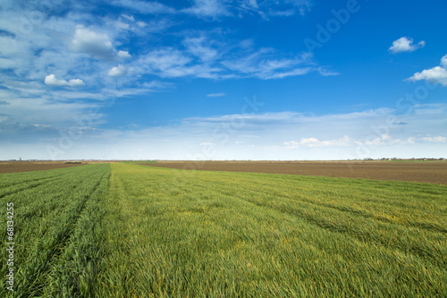 Wheat fields ripening over blue sky