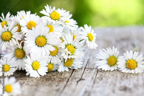 Fototapeta Naklejka Na Ścianę i Meble -  Gänseblümchen
