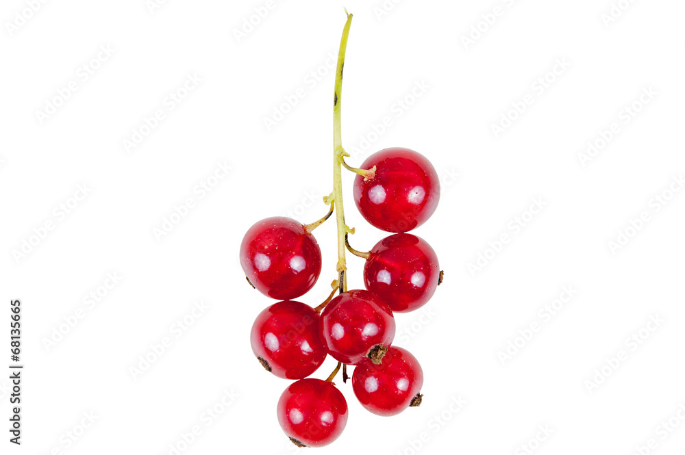 Bunch of red currant isolated on white background