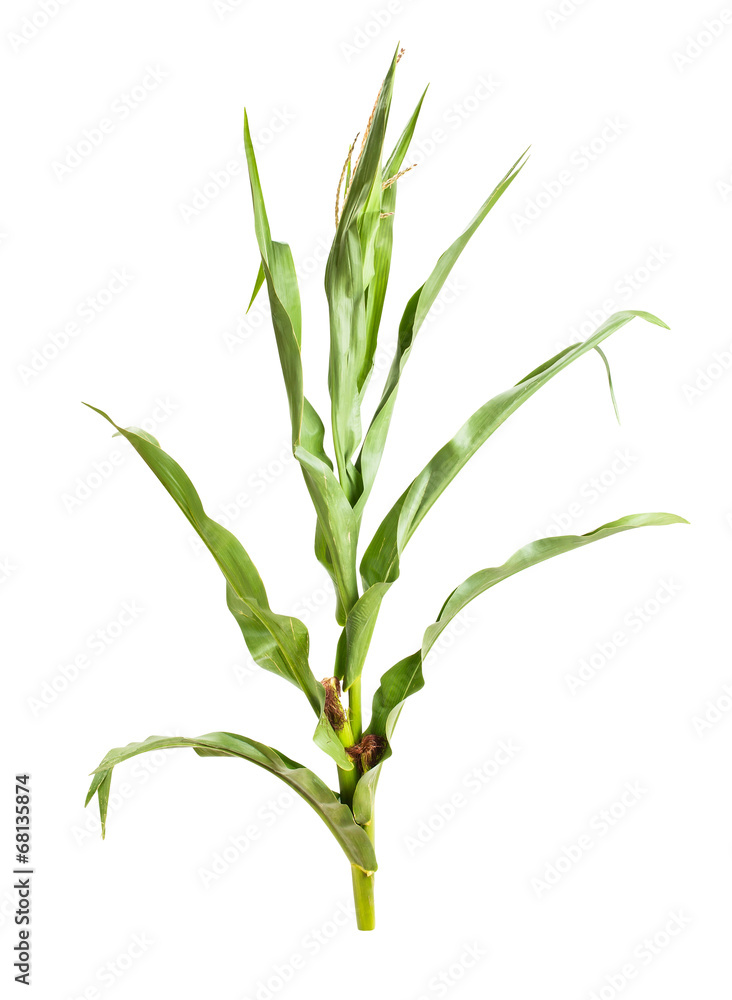 Fototapeta premium corn plant