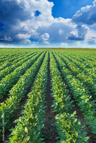 Soybean Rows on Field