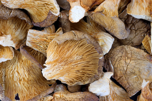 Close view of dried oyster mushrooms