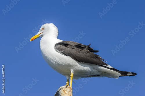 Seagull on a stick