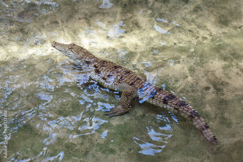 little alligator