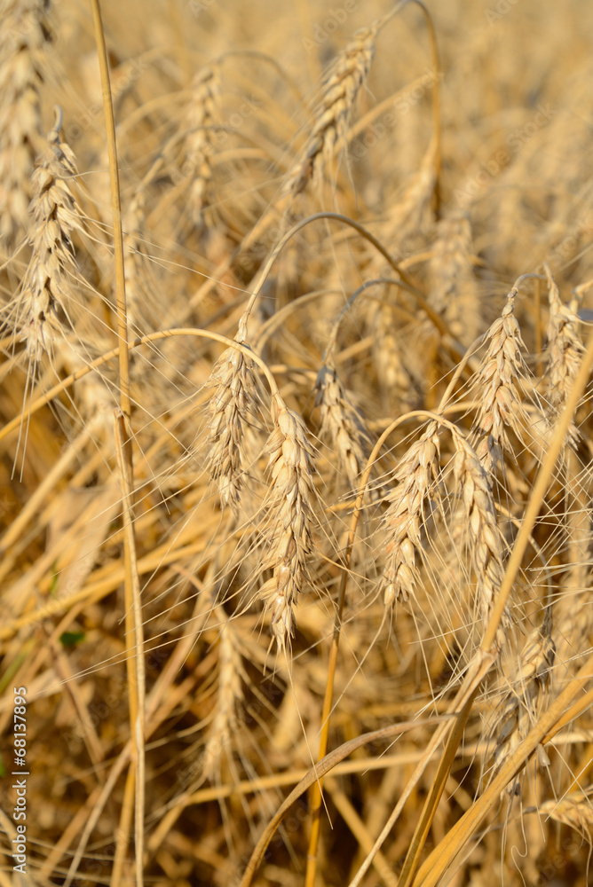 Fototapeta premium Fragment of field with ears of ripe wheat