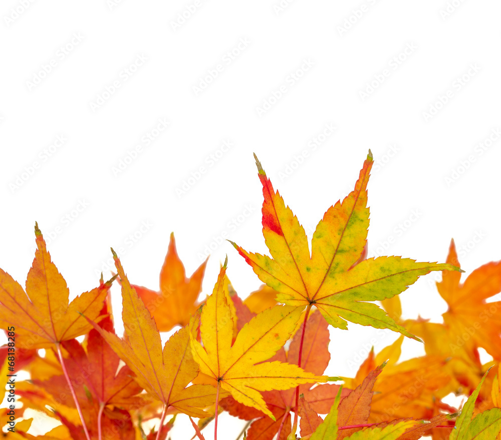 Buntes Laub im Herbst Buntes Laub im Herbst