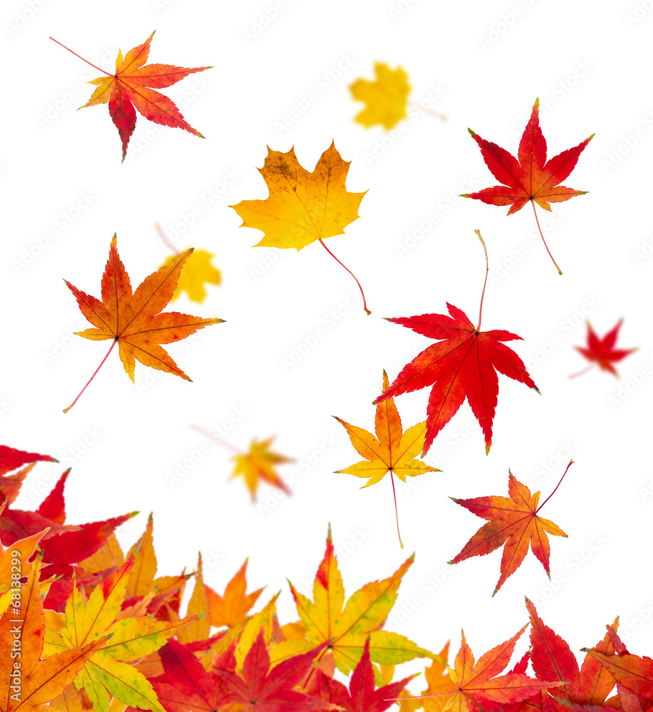 buntes Laub im Herbst buntes Laub im Herbst