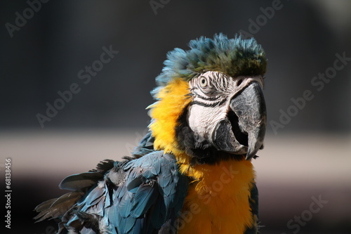 Punky parrot photo