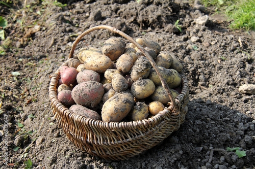 Kartoffelernte im Bioanbau photo