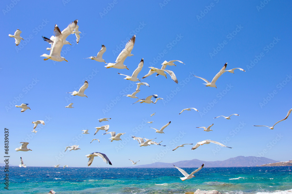 Obraz premium swarm of flying sea gulls