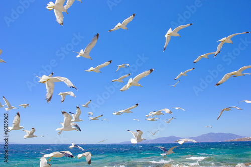 swarm of flying sea gulls