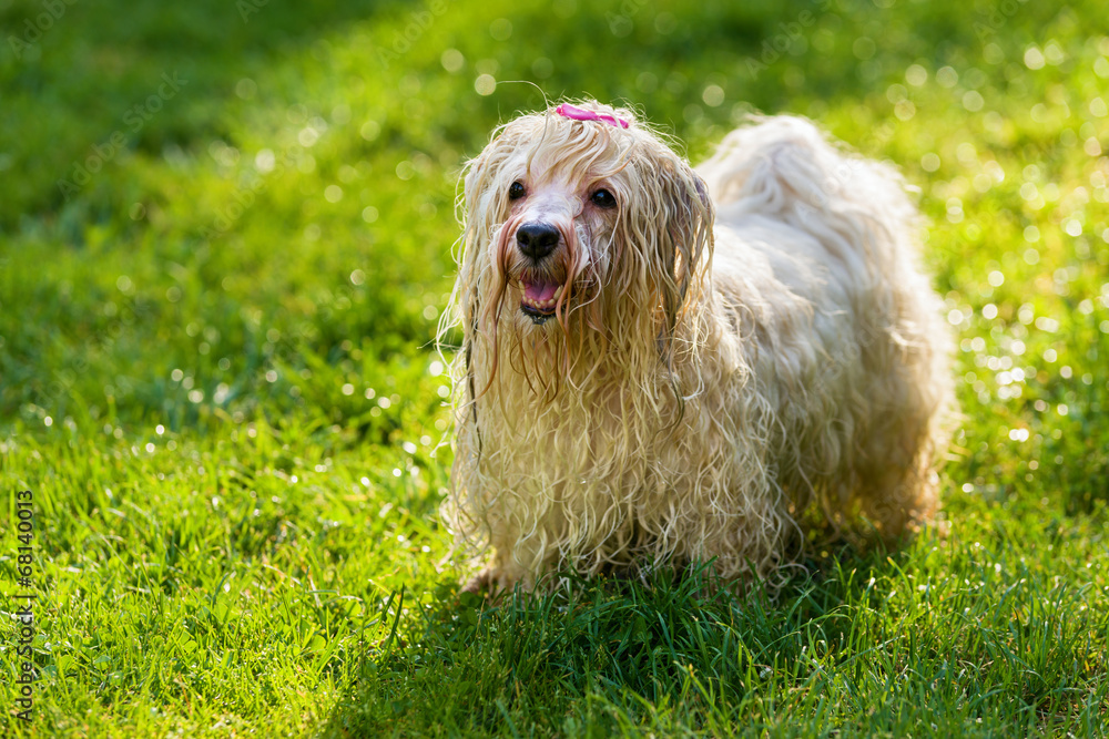 Wet playful Havanese dog is waiting for a water beam