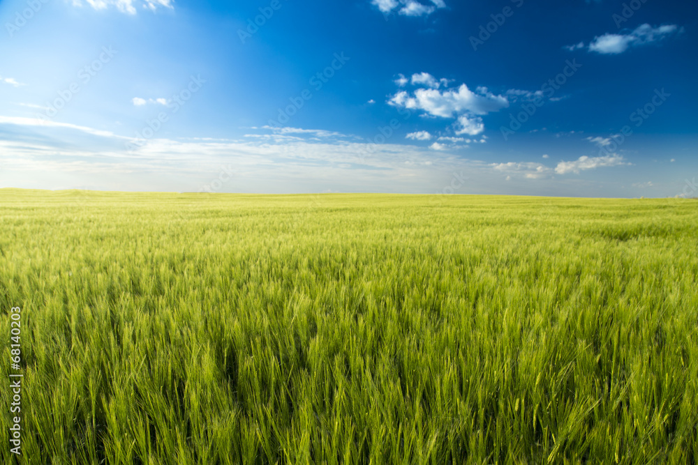 Green field landscape, barly plants over blue sky Green field landscape, barly plants over blue sky