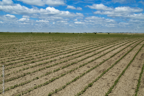 Field of green soybean in its early stage of growing