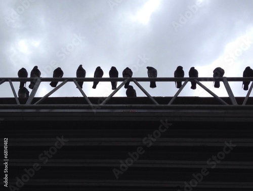 Birds sitting in a row  © loga25