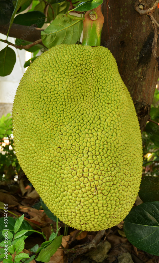 Green jackfruit on tree Green jackfruit on tree