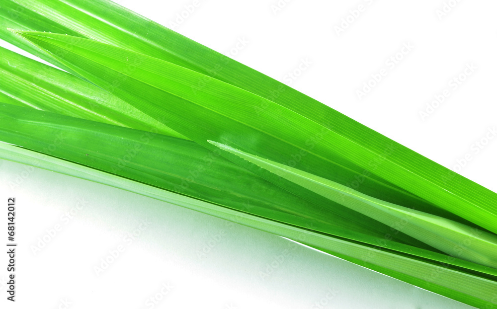 Pandan leaves on white background Pandan leaves on white background