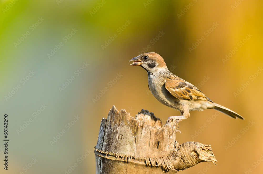 Fototapeta premium Eurasian Tree-Sparrow on nature background