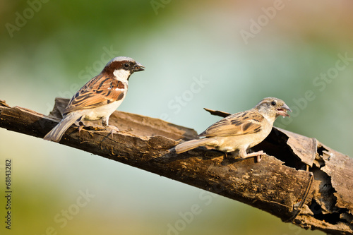 House Sparrow on nature background ,thailand