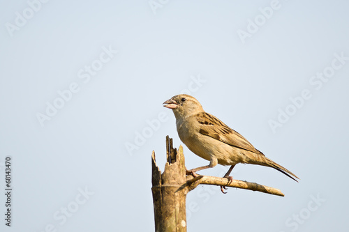 House Sparrow female on dry tree ,thailand