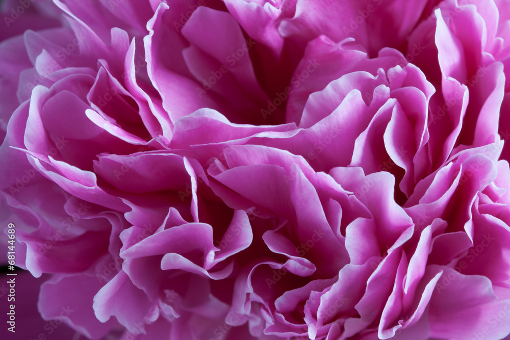 Closeup of peony petals
