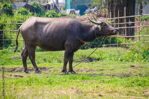 Water buffalo