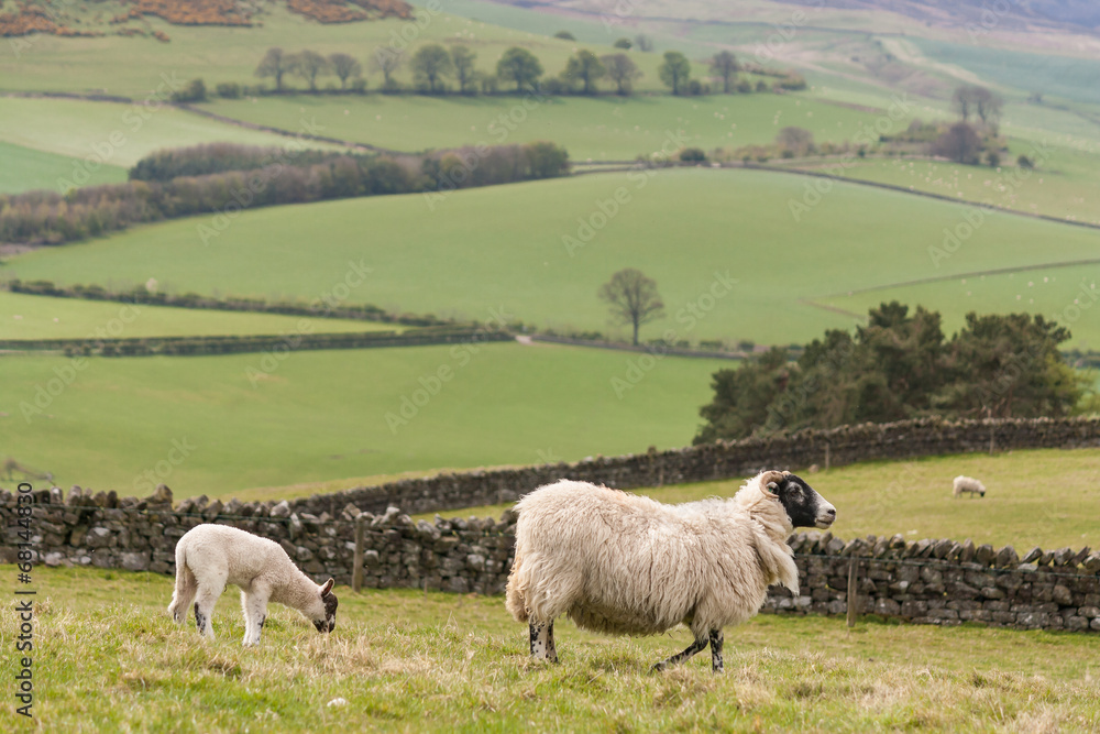 Fototapeta premium ewe with lamb grazing on slope in Northumberland