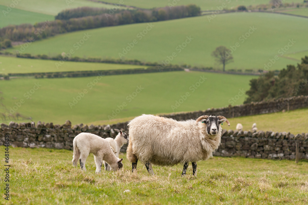 Fototapeta premium ewe grazing with lambs