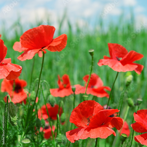 red poppies on green meadow