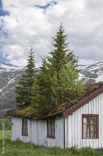 Kurioser Dachgarten photo