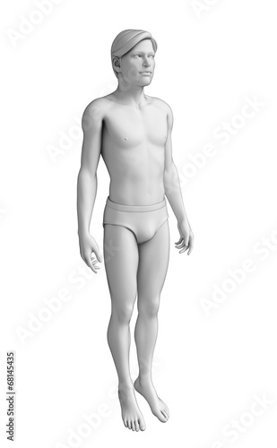 Male body anatomy