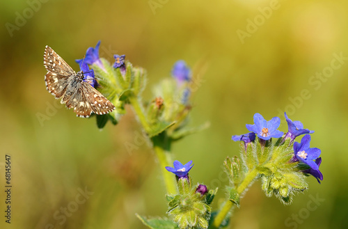 Beautiful wildflower blossom in the field