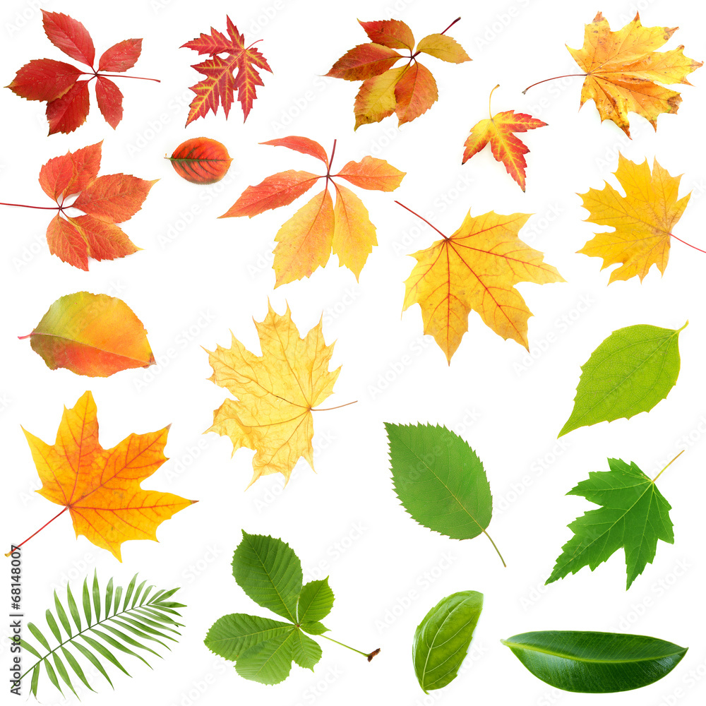 Collage of different leaves isolated on white Collage of different leaves isolated on white