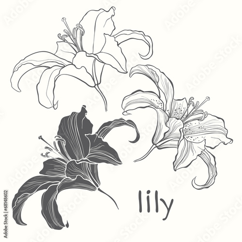 Set of lilies isolated on white background. Hand drawn vector il